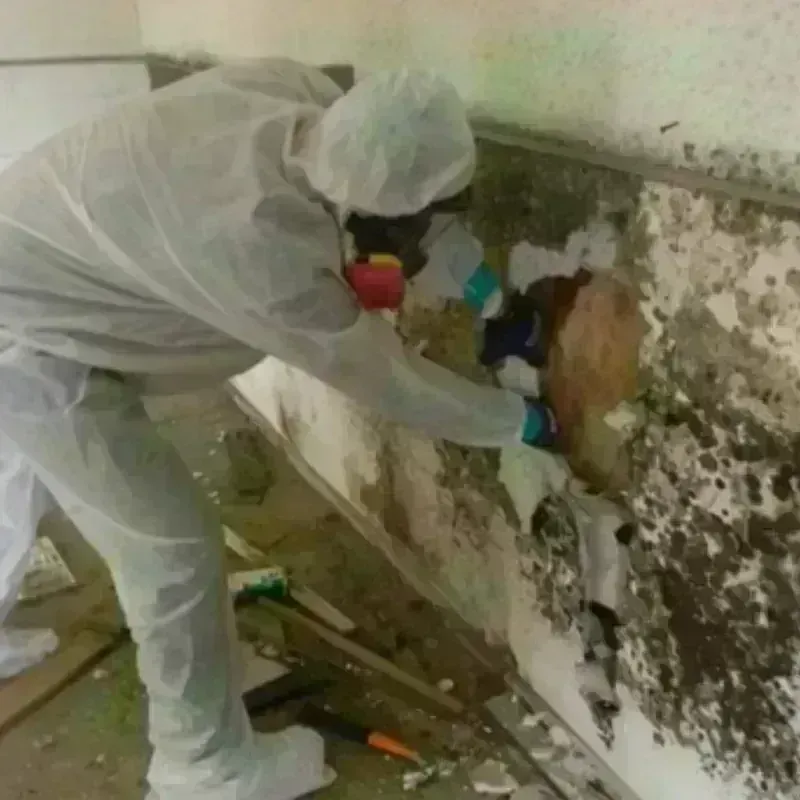 Mold Remediation and Removal in Union, OH